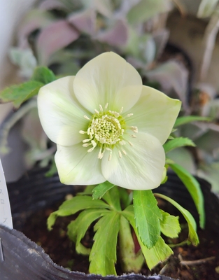 曽田園芸さんのクリスマスローズ | グリーンホビー