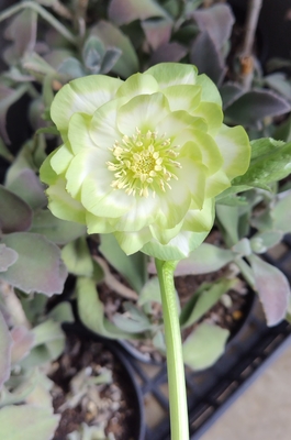 利休【So193】ランクA