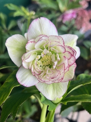 野田の覚醒　しゃもじ多弁ピコティ【No67】