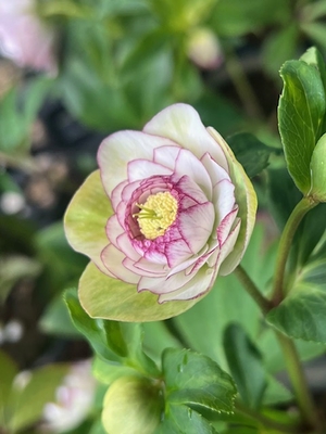 野田の覚醒　内多弁おちょぼ口ddピコティ【No68】