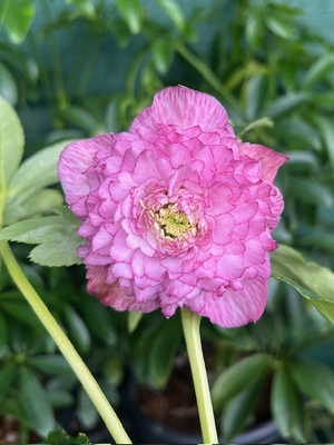 野田の宝　発色良いピンクグラデーション超絶多弁dd平咲き（段咲き）【No69】