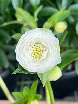 野田の覚醒　カップ咲き小輪超多弁系dd【No70】