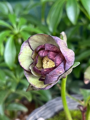 野田の進撃　原種hybridリバーシブルdd【No71】