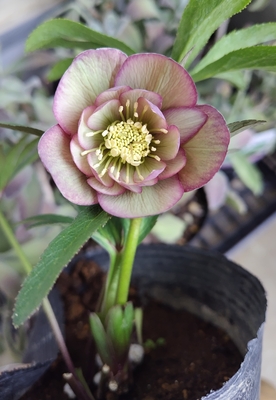 野田の衝撃　原種hybridレッドピコティdd【No81】