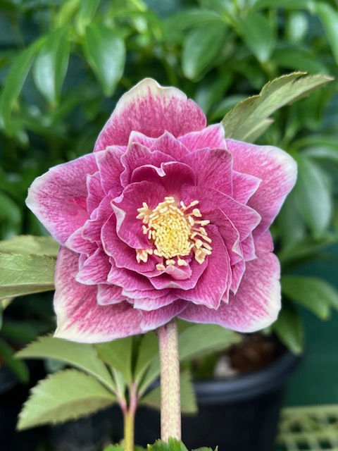 野田の力 ピンクゴールドグラデーションエッジヌケdd【No76