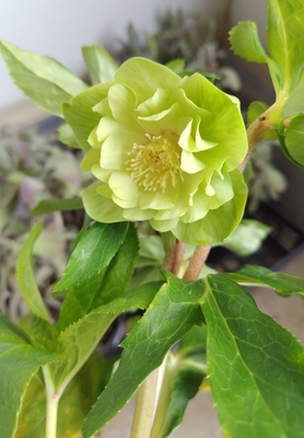 野田の衝撃　グリーンゴールドddダブルグリーントーン【No84】