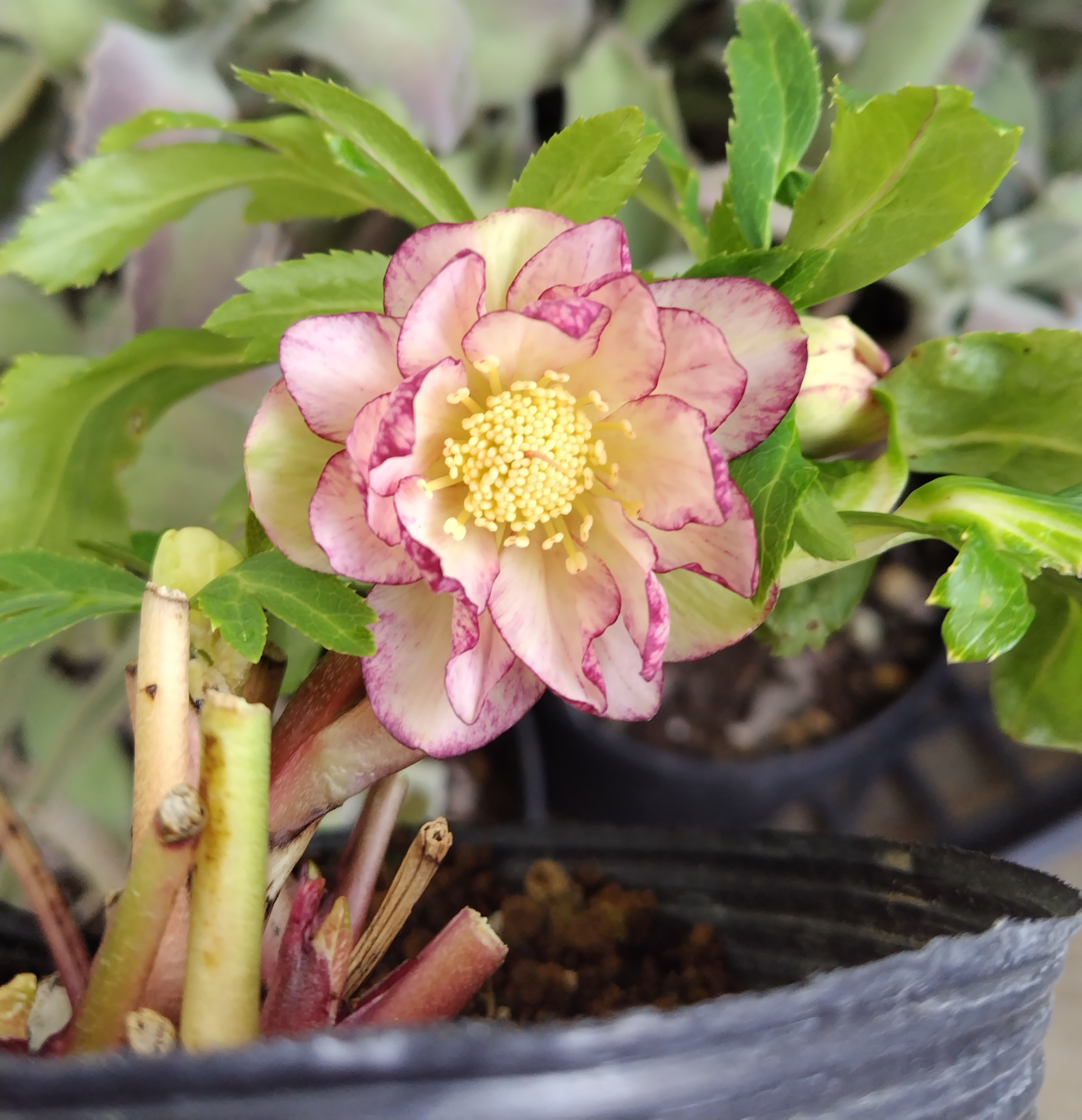 野田の衝撃 小輪クリームゴールドddピコティ【No85】 | グリーンホビー