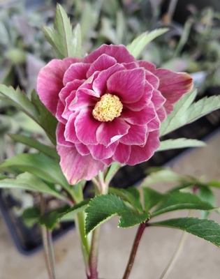 野田の底力　ピンクグラデーション白ピコヌケddブラーフラッシュ【No88】