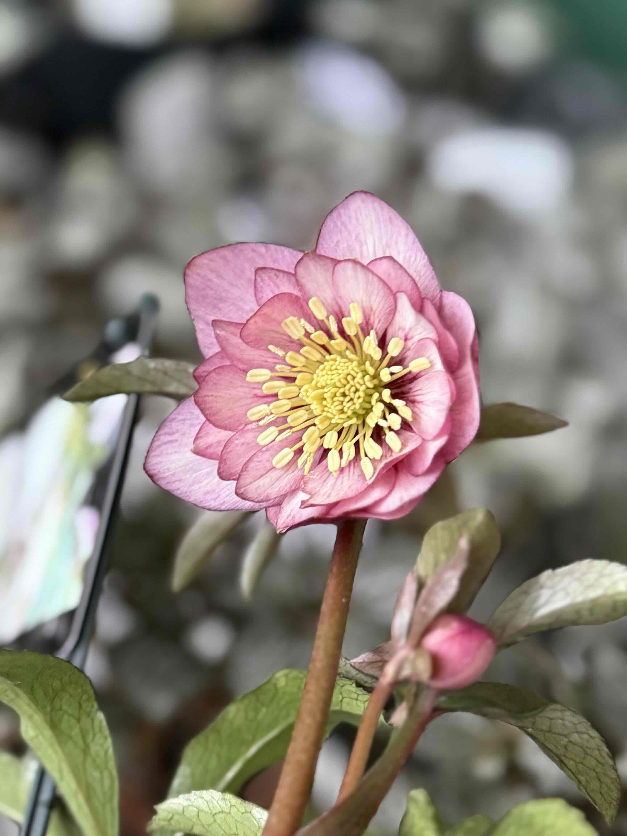 ピンク静系dd【ws56】 | グリーンホビー