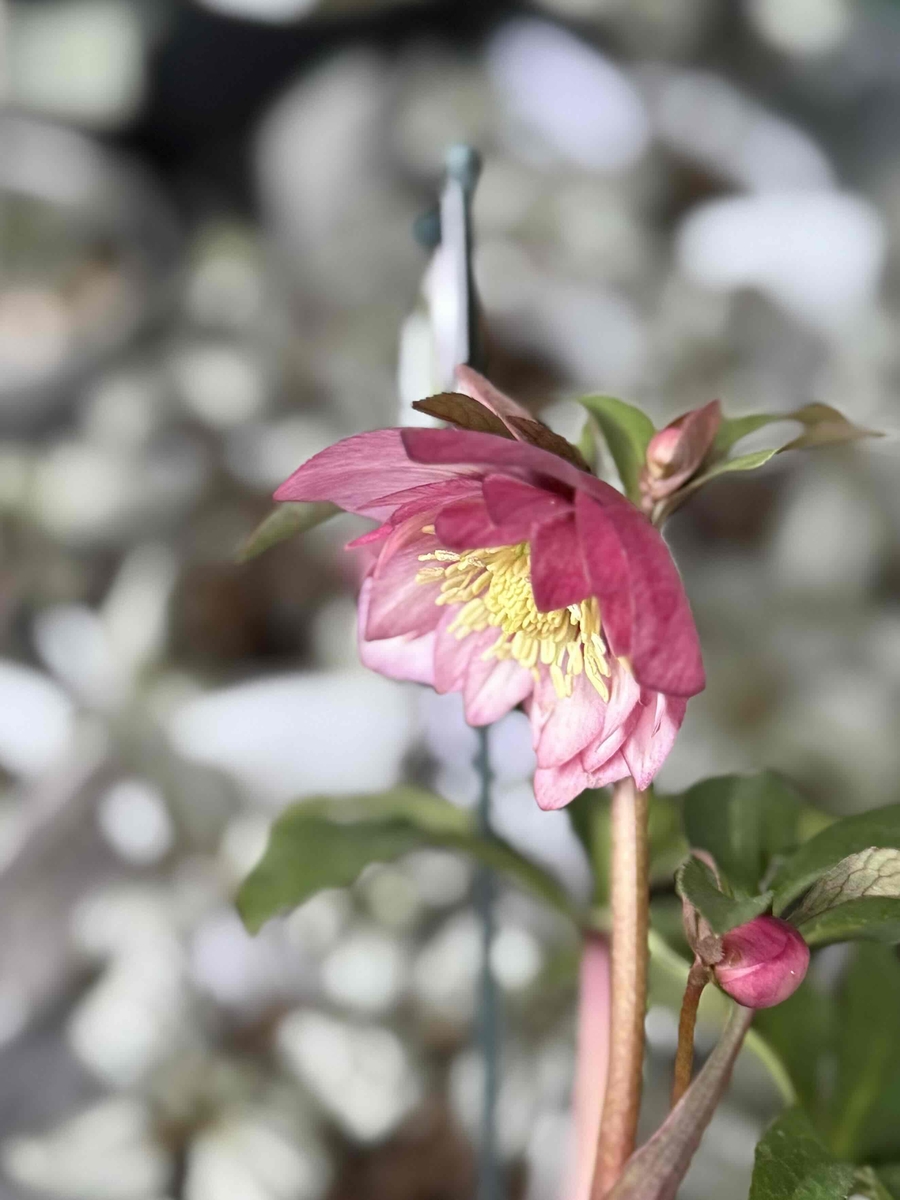 ピンク静系dd【ws56】 | グリーンホビー