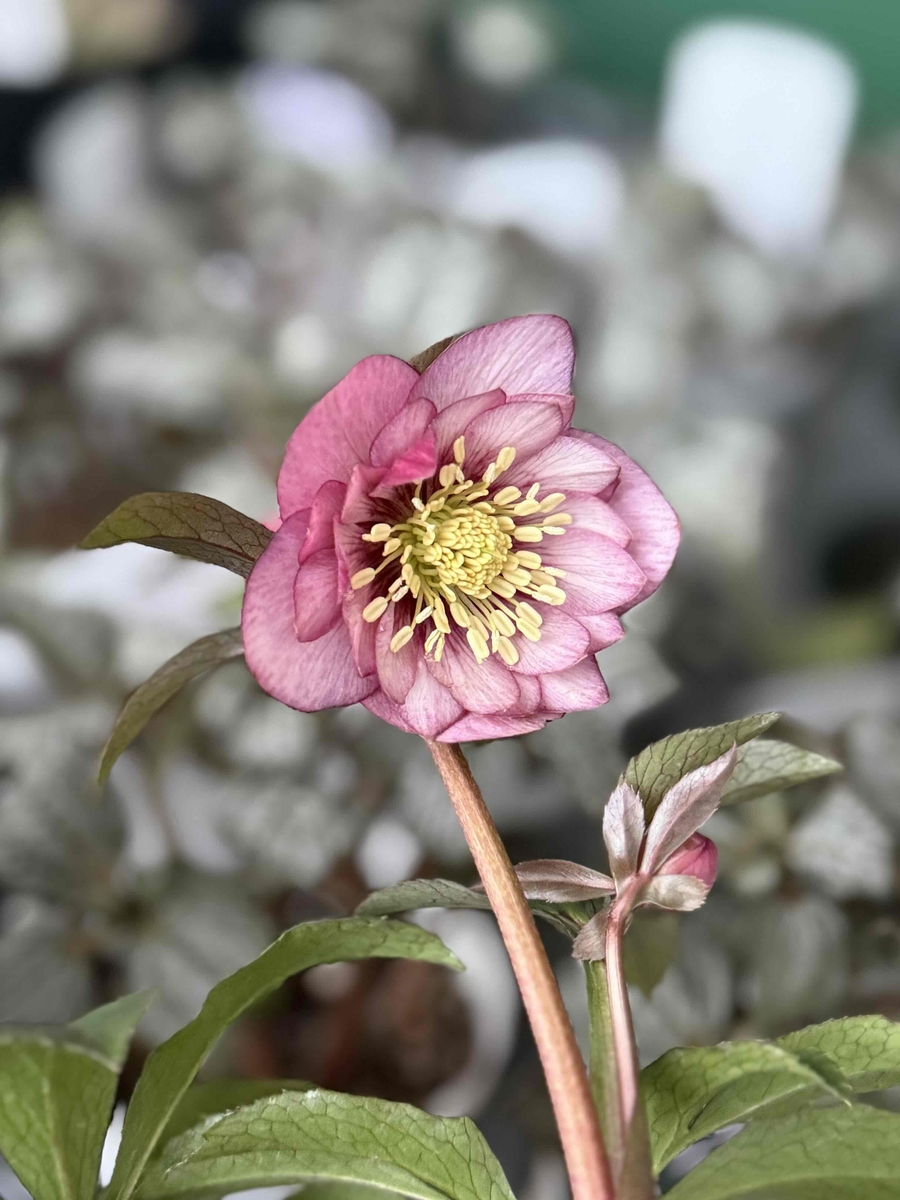 ピンク静系dd【ws56】 | グリーンホビー