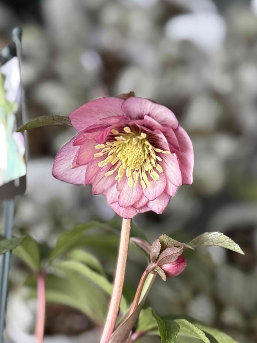 ピンク静系dd【ws56】 | グリーンホビー