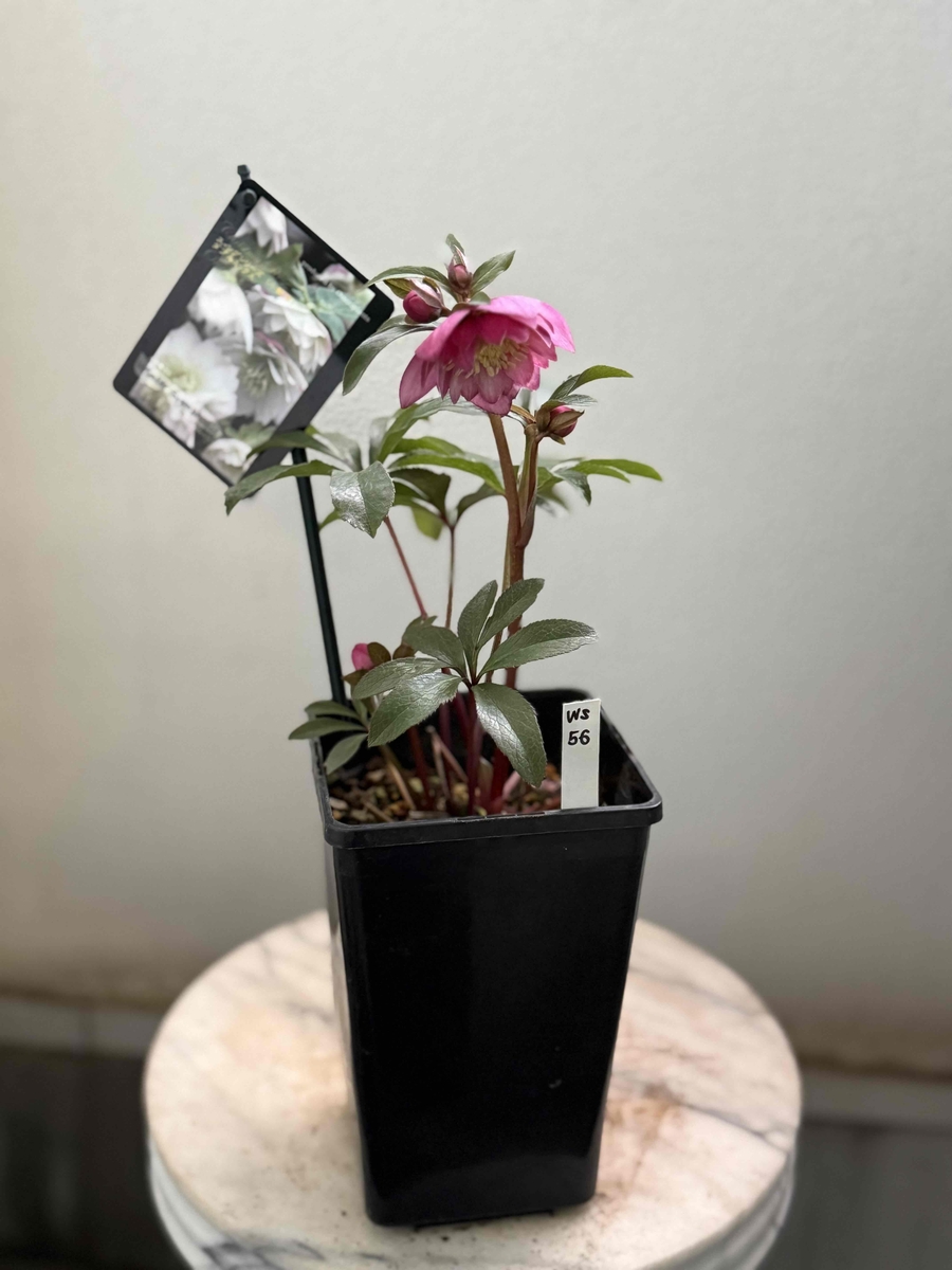 ピンク静系dd【ws56】 | グリーンホビー