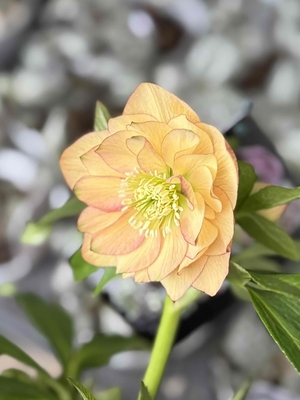 アプリコットddグリーン爪リップ【ws57】