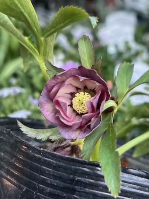 野田の進撃　原種系バイカラーddフラッシュ【No77】