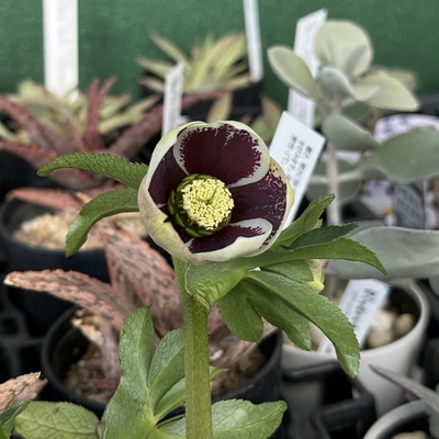 野田の宝　激ブロッチss【No91】