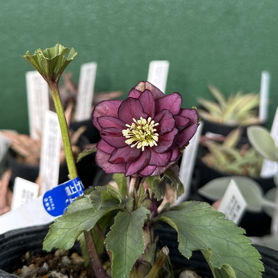 クロアチアハイブリッド【Wa57】　