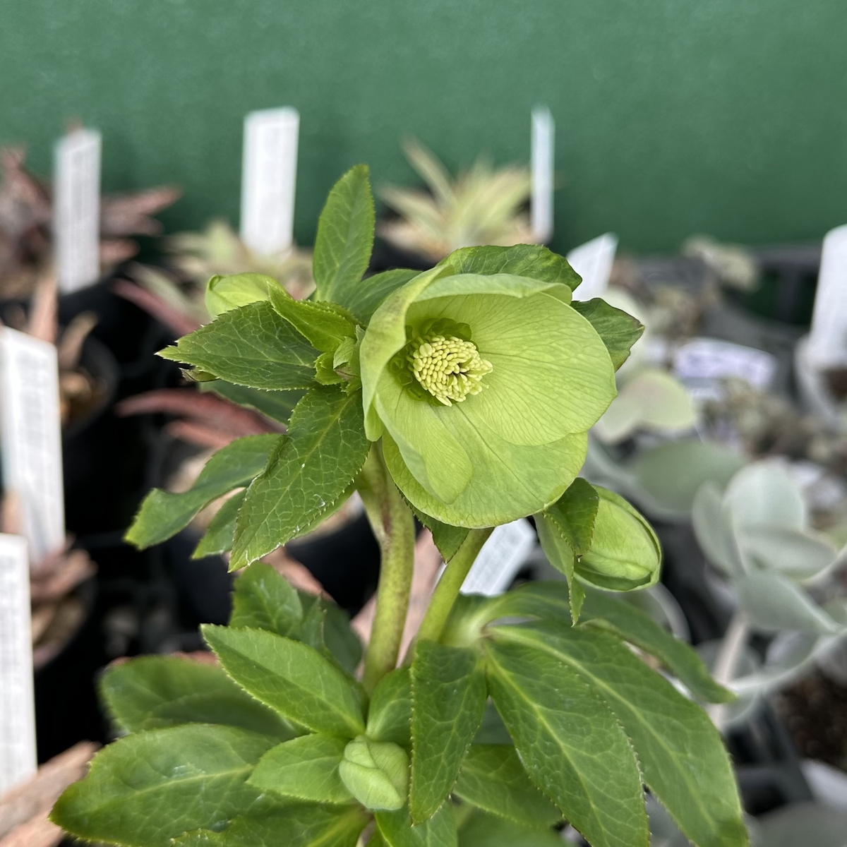 草花 若グリーンss【Wa60】 | グリーンホビー