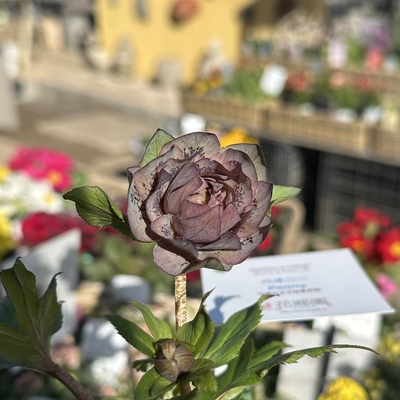 ペオニー【kg41】