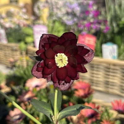 ●８時だよ）公認）キラメキ⭐︎ディープレッド　【ka519】凄いキラメキ☆彡