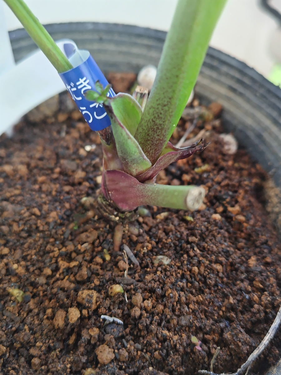 野田の宝 ライムグリーン超多弁dd段咲き系【No93】 | グリーンホビー