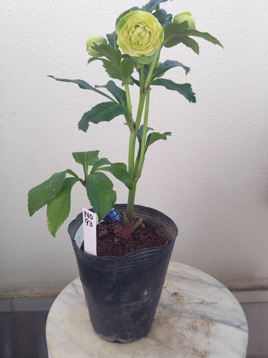 野田の宝 ライムグリーン超多弁dd段咲き系【No93】 | グリーンホビー