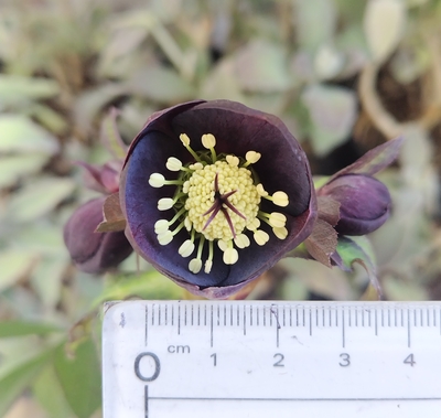 野田の輝き　ブラック系小輪（額が小さく蕊がボリュームあり）【No94】