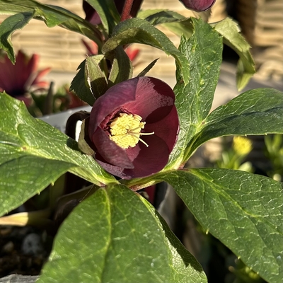 卑弥呼sd【Wa62】　