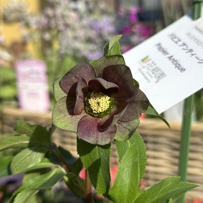 ●８時だよ）パピエアンティーク【kg40】