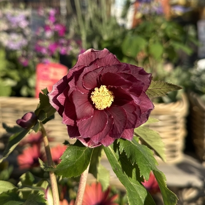 広瀬園芸】クリスマスローズ ワインレッドdd 極上花形 コレクター向け