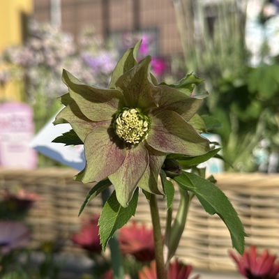 ●８時だよ）パピエグリーン【kg43】