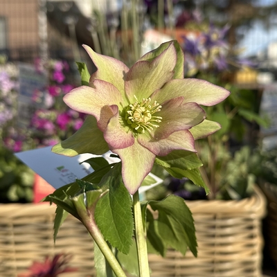 ●８時だよ）パピエ【kg47】