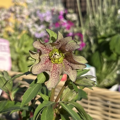 パピエアンティーク【kg45】