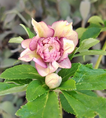 野田の輝き　超多弁ピンクグラデーションddリバーシブル系【No95】