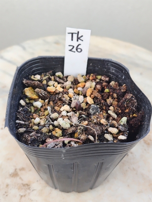 チベタヌス実生３年生【tk26】