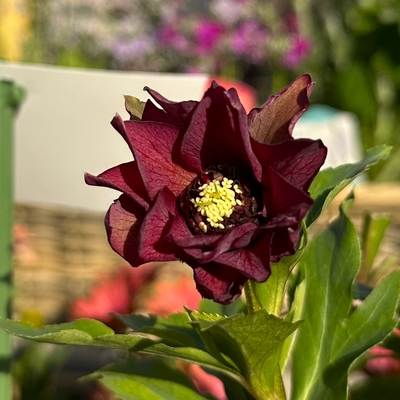 レッドサン【kg44】