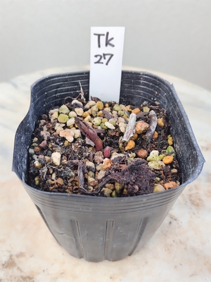  チベタヌス実生３年生【tk27】