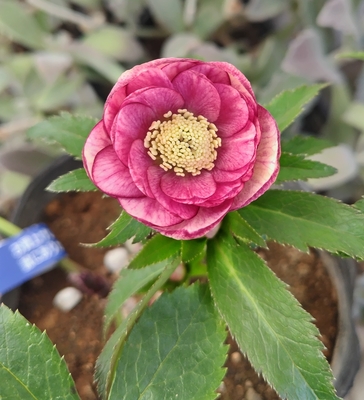 野田の衝撃　小輪系レッドベイングラデーションdd多弁系カップ【No97】