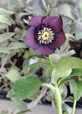 パープルフラッシュブラック系sd　【ka521】