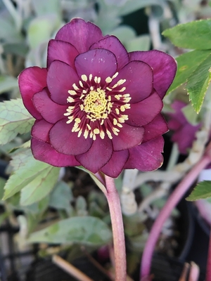 ●８時だよ）レッド多弁dd赤蕊【ka532】