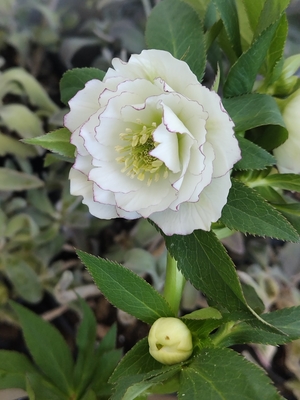 ●８時だよ）綾波系フリルホワイト糸ピコ【ka533】