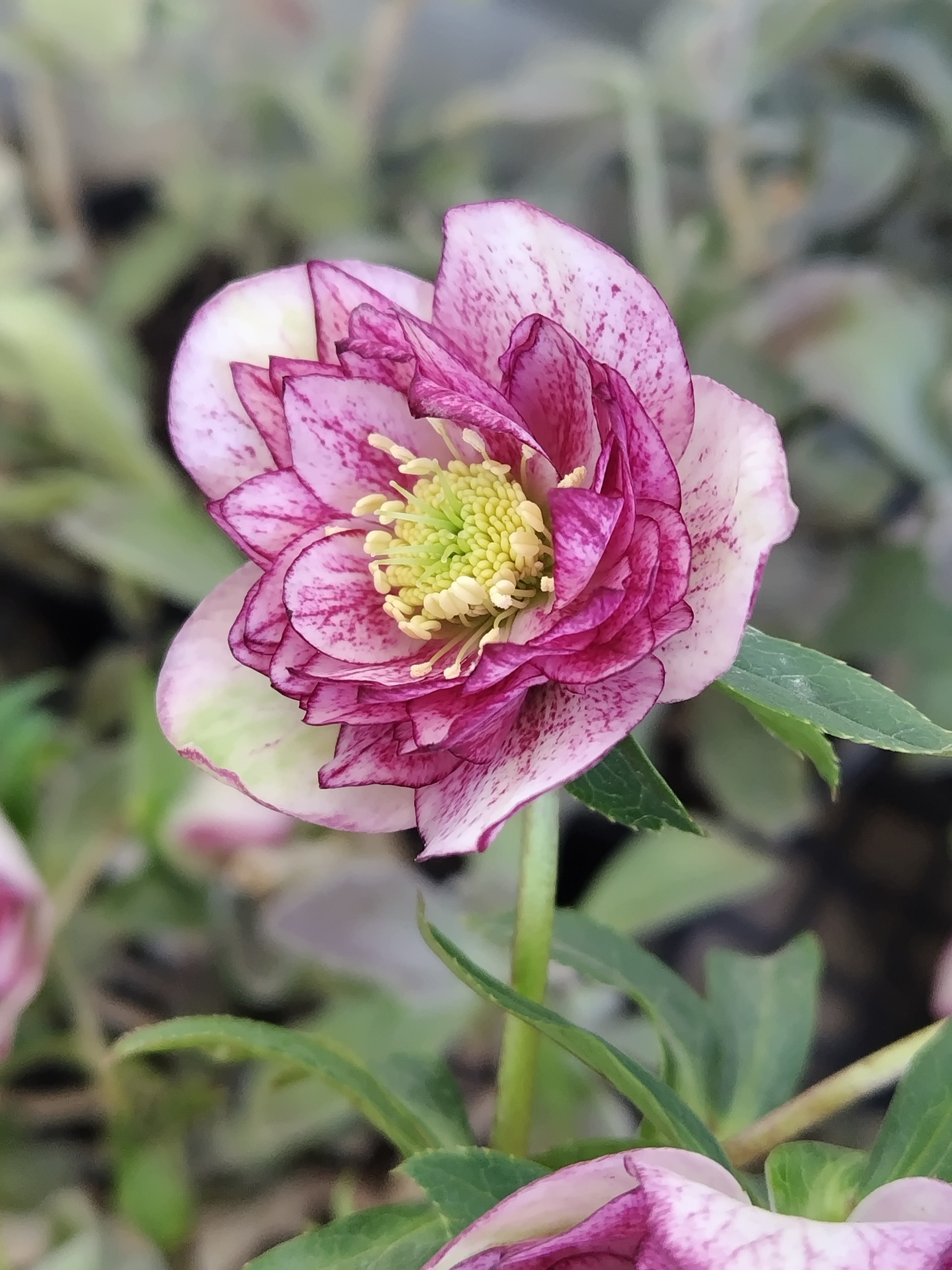 ○8時だよ）ピンクグラデーションdd【ka534】 | グリーンホビー