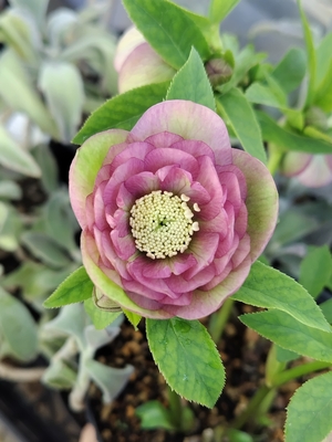 ●８時だよ）甘露寺リバーシブルdd【ka535】