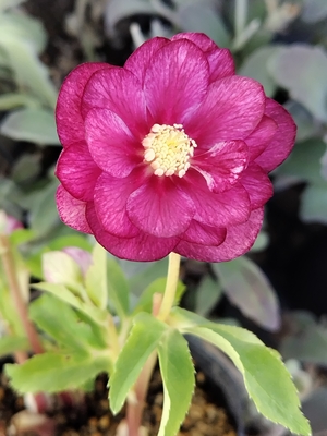 ●８時だよ）レッドゴールドレッドベインレッドフラッシュdd【ka527】