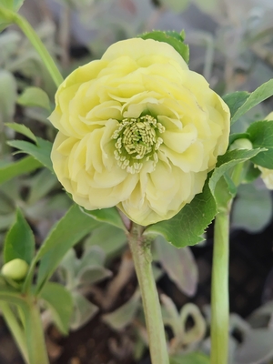 ●８時だよ）クリーム小輪ロゼット系超多弁【ka528】　交配札なし