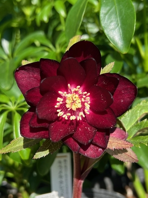 ●８時だよ）キラメキ☆レッドゴールド【ka537】　