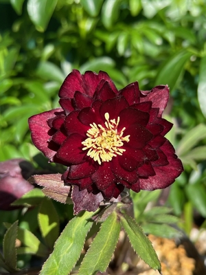 ●８時だよ）公認）キラメキ☆チョコレート【ka538】多弁