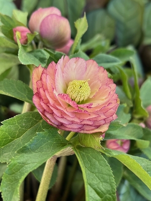 公認）リトルアフロディーテ【ka541】