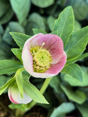 公認）プリマヴェーラ【ka542】アプリコット系ピンク