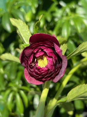 ●８時だよ　公認）シャガール【ka543】超良型